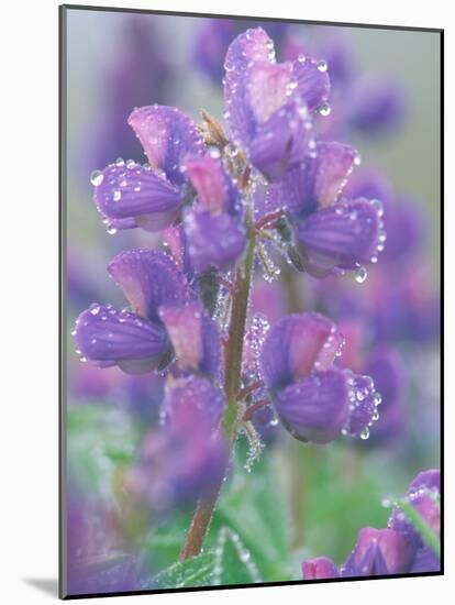 Dew Drops on Blooming Lupine, Olympic National Park, Washington, USA-Rob Tilley-Mounted Photographic Print