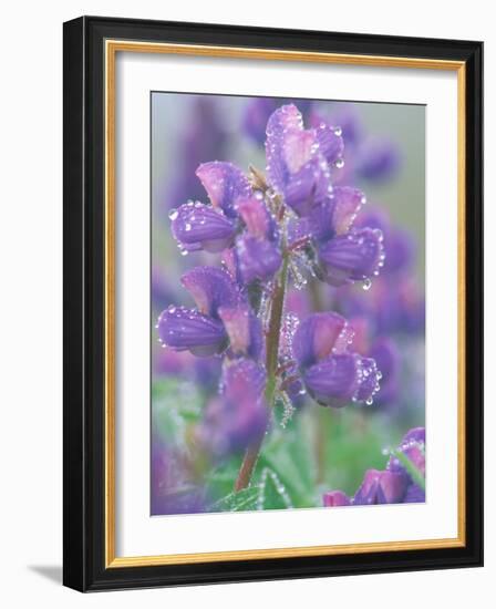 Dew Drops on Blooming Lupine, Olympic National Park, Washington, USA-Rob Tilley-Framed Photographic Print