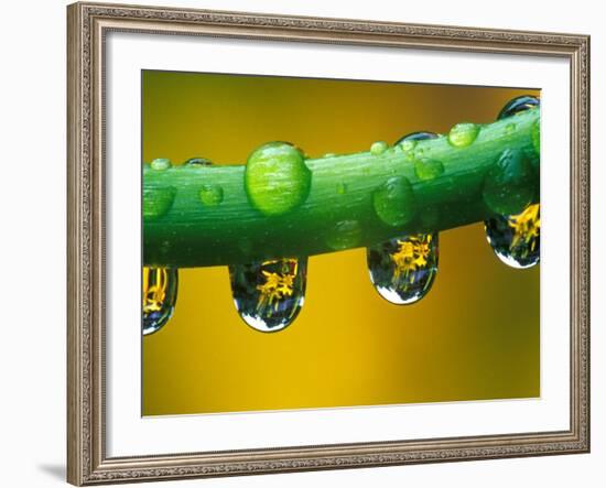 Dew Drops on Dahlia Stem Reflecting a Yellow Asiatic Lily, Sammamish, Washington, USA-Darrell Gulin-Framed Photographic Print