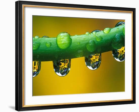 Dew Drops on Dahlia Stem Reflecting a Yellow Asiatic Lily, Sammamish, Washington, USA-Darrell Gulin-Framed Photographic Print