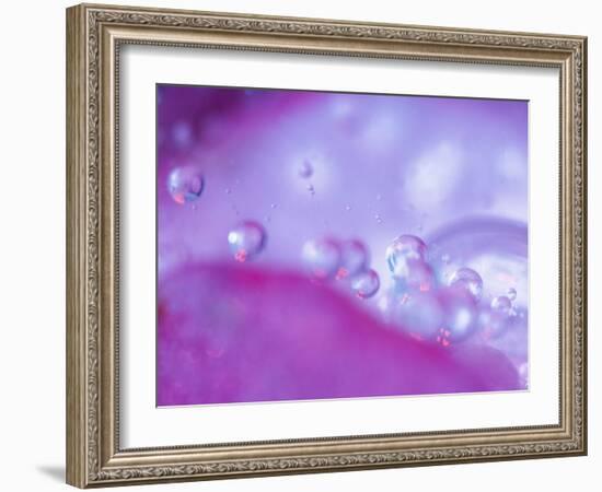 Dew Drops on Flower Petal Abstract-Nancy Rotenberg-Framed Photographic Print