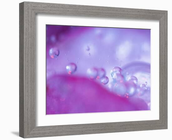 Dew Drops on Flower Petal Abstract-Nancy Rotenberg-Framed Photographic Print