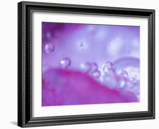 Dew Drops on Flower Petal Abstract-Nancy Rotenberg-Framed Photographic Print