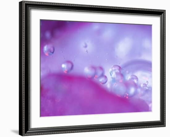 Dew Drops on Flower Petal Abstract-Nancy Rotenberg-Framed Photographic Print