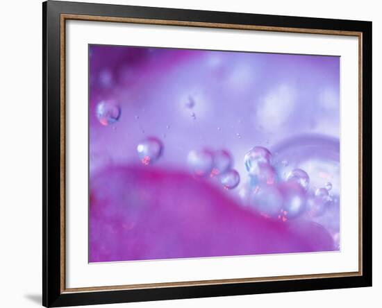 Dew Drops on Flower Petal Abstract-Nancy Rotenberg-Framed Photographic Print