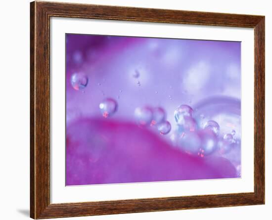 Dew Drops on Flower Petal Abstract-Nancy Rotenberg-Framed Photographic Print