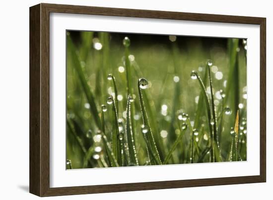 Dew Drops on Grass-Jeremy Walker-Framed Photographic Print