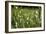 Dew Drops on Grass-Jeremy Walker-Framed Photographic Print