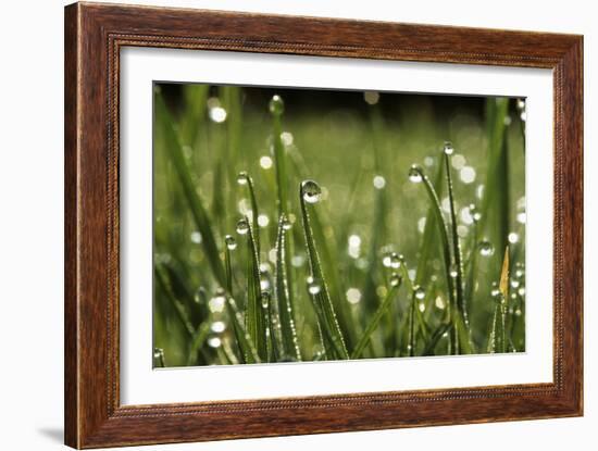 Dew Drops on Grass-Jeremy Walker-Framed Photographic Print