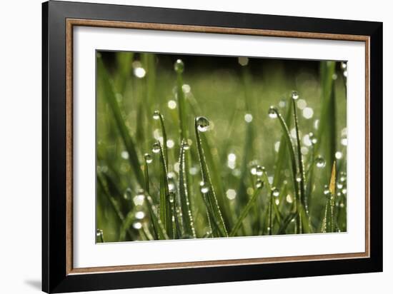 Dew Drops on Grass-Jeremy Walker-Framed Photographic Print