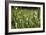 Dew Drops on Grass-Jeremy Walker-Framed Photographic Print