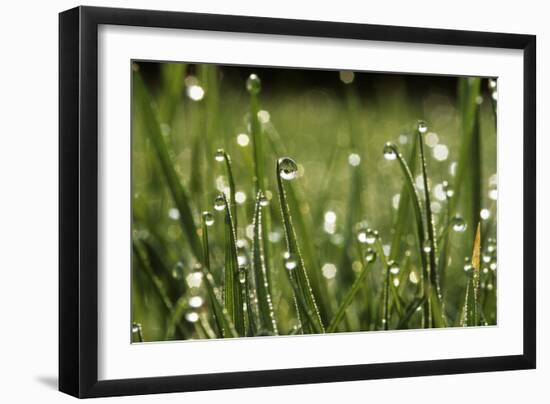 Dew Drops on Grass-Jeremy Walker-Framed Photographic Print
