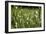 Dew Drops on Grass-Jeremy Walker-Framed Photographic Print