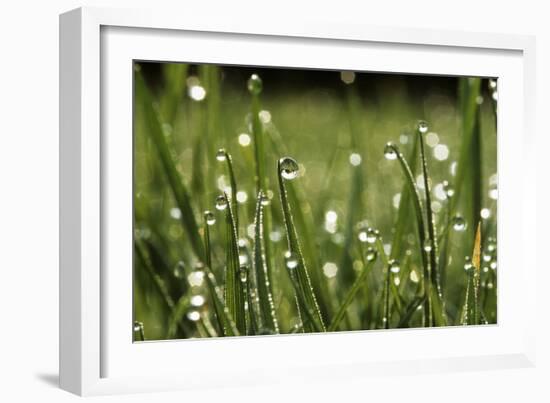 Dew Drops on Grass-Jeremy Walker-Framed Photographic Print