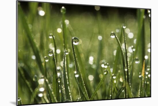 Dew Drops on Grass-Jeremy Walker-Mounted Photographic Print