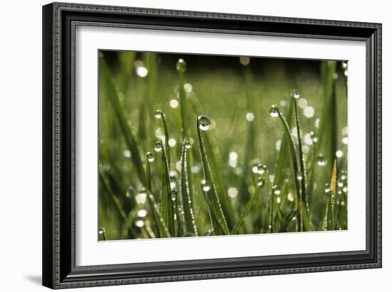 Dew Drops on Grass-Jeremy Walker-Framed Photographic Print