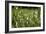 Dew Drops on Grass-Jeremy Walker-Framed Photographic Print