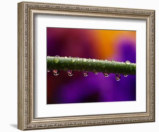 Dew Drops on Iris Stem-Darrell Gulin-Framed Photographic Print