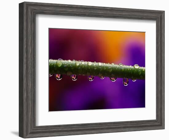 Dew Drops on Iris Stem-Darrell Gulin-Framed Photographic Print