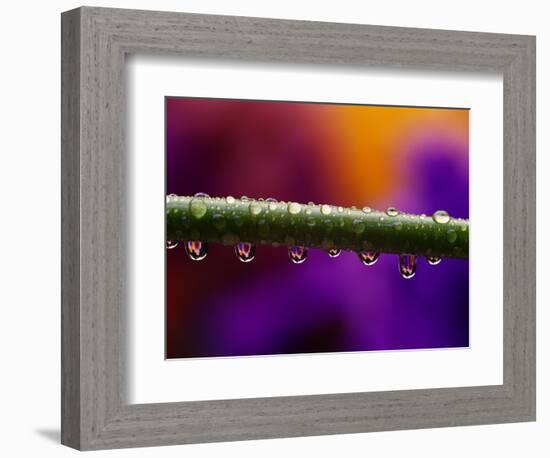 Dew Drops on Iris Stem-Darrell Gulin-Framed Photographic Print