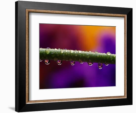 Dew Drops on Iris Stem-Darrell Gulin-Framed Photographic Print