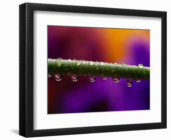 Dew Drops on Iris Stem-Darrell Gulin-Framed Photographic Print