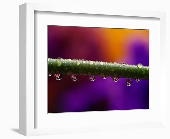 Dew Drops on Iris Stem-Darrell Gulin-Framed Photographic Print