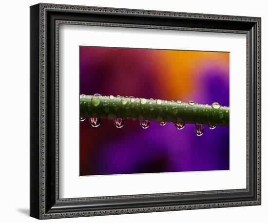 Dew Drops on Iris Stem-Darrell Gulin-Framed Photographic Print