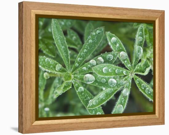 Dew Drops on Leaves-Rob Tilley-Framed Premier Image Canvas