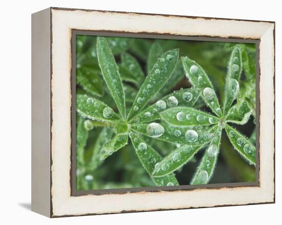 Dew Drops on Leaves-Rob Tilley-Framed Premier Image Canvas