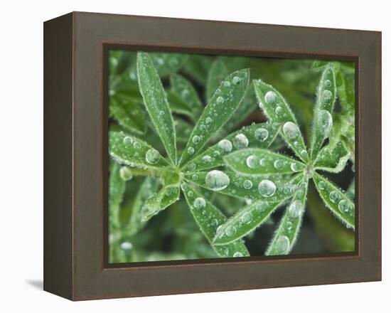 Dew Drops on Leaves-Rob Tilley-Framed Premier Image Canvas