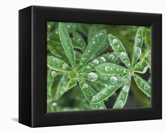 Dew Drops on Leaves-Rob Tilley-Framed Premier Image Canvas