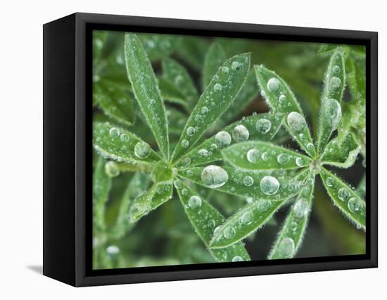 Dew Drops on Leaves-Rob Tilley-Framed Premier Image Canvas