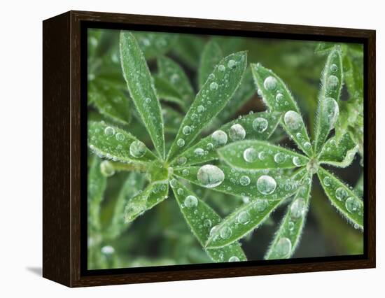 Dew Drops on Leaves-Rob Tilley-Framed Premier Image Canvas