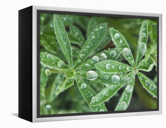 Dew Drops on Leaves-Rob Tilley-Framed Premier Image Canvas