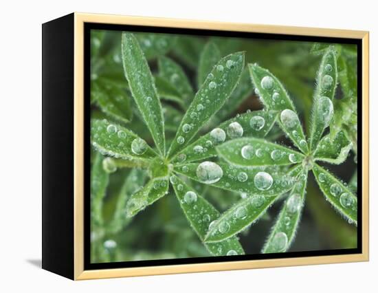 Dew Drops on Leaves-Rob Tilley-Framed Premier Image Canvas