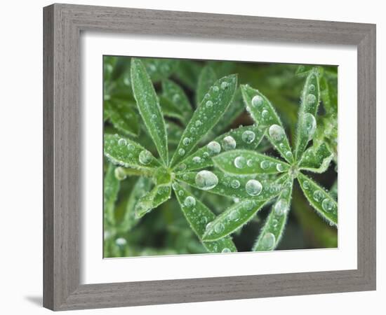 Dew Drops on Leaves-Rob Tilley-Framed Photographic Print