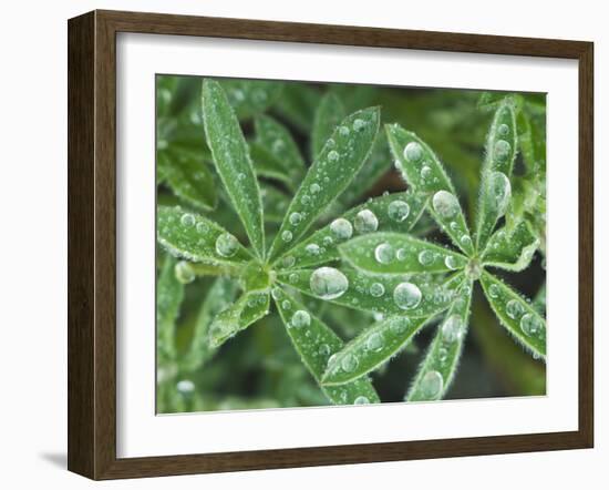 Dew Drops on Leaves-Rob Tilley-Framed Photographic Print