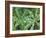 Dew Drops on Leaves-Rob Tilley-Framed Photographic Print