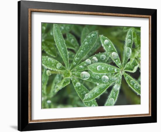 Dew Drops on Leaves-Rob Tilley-Framed Photographic Print