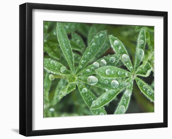 Dew Drops on Leaves-Rob Tilley-Framed Photographic Print