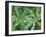 Dew Drops on Leaves-Rob Tilley-Framed Photographic Print