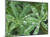 Dew Drops on Leaves-Rob Tilley-Mounted Photographic Print