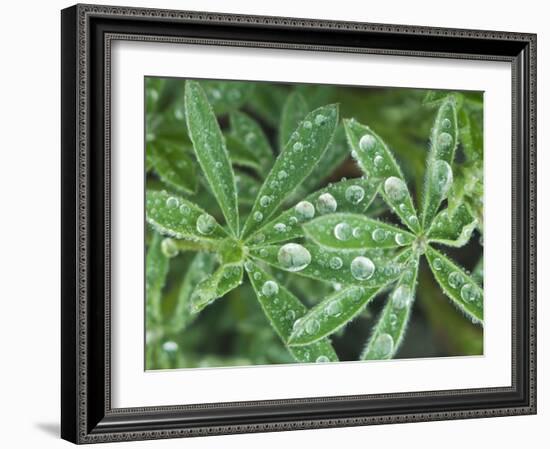 Dew Drops on Leaves-Rob Tilley-Framed Photographic Print