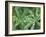 Dew Drops on Leaves-Rob Tilley-Framed Photographic Print