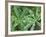 Dew Drops on Leaves-Rob Tilley-Framed Photographic Print