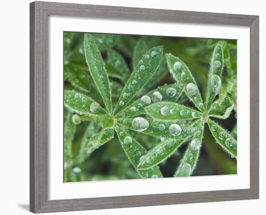 Dew Drops on Leaves-Rob Tilley-Framed Photographic Print