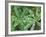 Dew Drops on Leaves-Rob Tilley-Framed Photographic Print