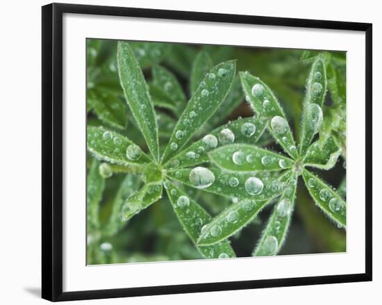 Dew Drops on Leaves-Rob Tilley-Framed Photographic Print