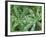 Dew Drops on Leaves-Rob Tilley-Framed Photographic Print